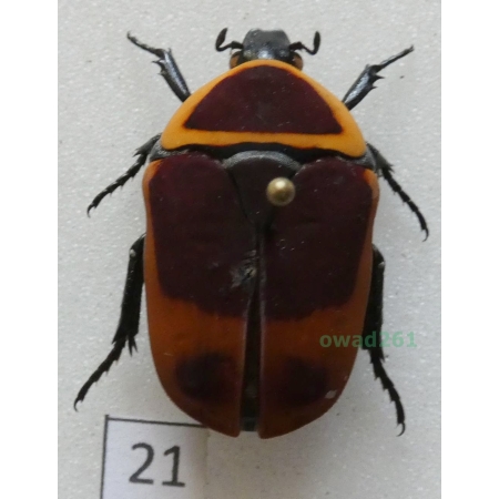Pachnoda marginata peregrina Kolbe, 1906 ex. ovo Czad21